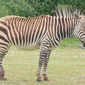 Hartmann's mountain zebra; Linton; 13th May 2017