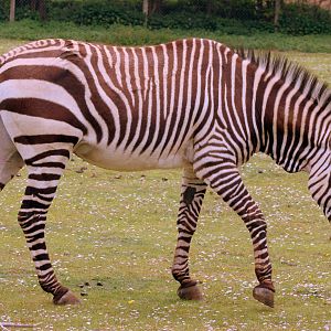 Hartmann's mountain zebra; Linton; 13th May 2017