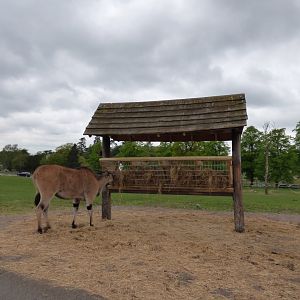 Hay Feeder Station