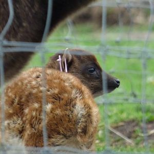 Phillipene Spotted Deer Calf