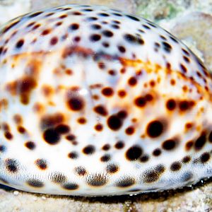 Tiger Cowrie