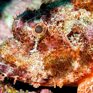 Smallscale Scorpionfish