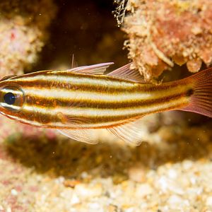Broadstripe Cardinalfish