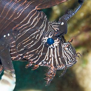Lionfish