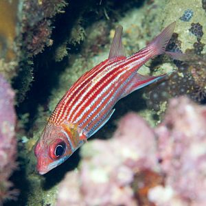 Smallmouth Squirrelfish