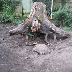 Glad Zoo - Tropical house - African spurred tortoise exhibit