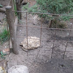 Glad Zoo - Tropical house - Leopard tortoise exhibit