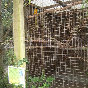 Glad Zoo - Macaw aviary