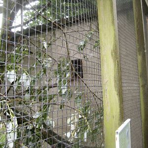 Glad Zoo - Common brown lemur exhibit