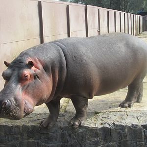 nile hippo male