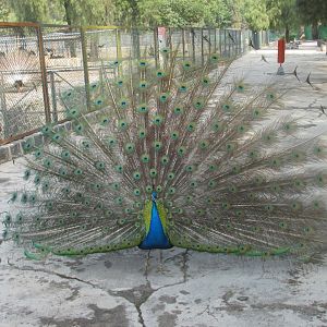 peacock