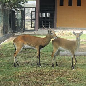 lechwe antelope