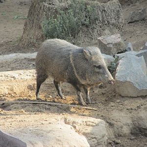 collared peccary