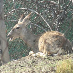 mule deer