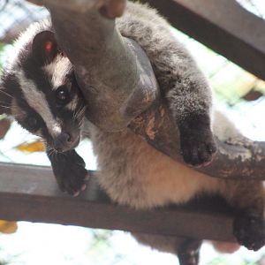 Masked Palm Civet (Paguma larvata)