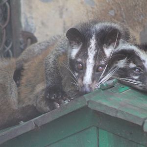Masked Palm Civets (Paguma larvata)