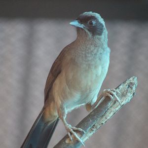 Masked Laughing-thrush (Garrulax perspicillata)
