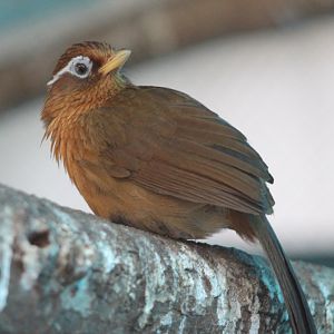 Chinese Hwamei (Garrulax canorus)