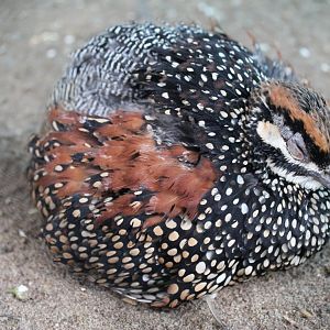 Chinese Francolin (Francolinus pintadeanus)