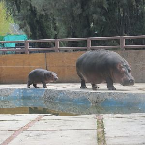 nile hippos