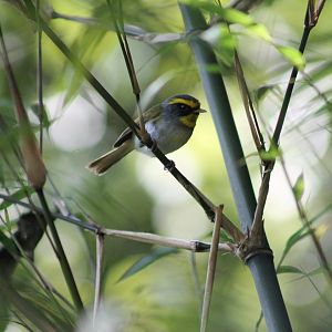 Black-faced Warbler (Abroscopus schisticeps)