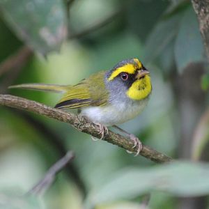 Black-faced Warbler (Abroscopus schisticeps)