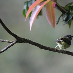 Ashy-throated Warbler (Phylloscopus maculipennis)
