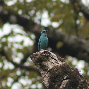 Verditer Flycatcher (Eumyias thalassinus)
