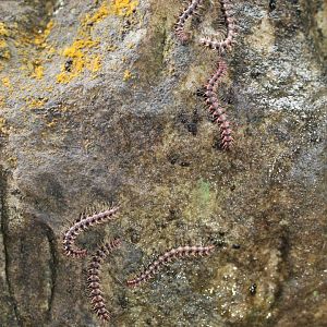 Dragon Millipedes (Desmoxytes sp?)