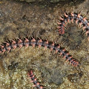 Dragon Millipedes (Desmoxytes sp?)