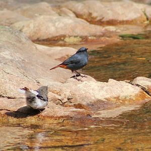 Plumbeous Water Redstarts (Rhyacornis fuliginosa) - male and juvenile