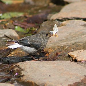 juvenile Plumbeous Water Redstart (Rhyacornis fuliginosa)