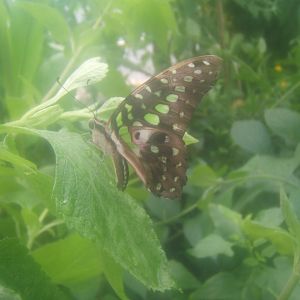 Butterfly World Stockton 27/4/2017