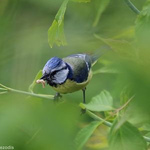 Blue Tit