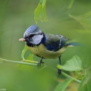 Blue Tit