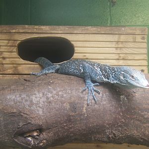 Butterfly World Stockton 27/4/2017