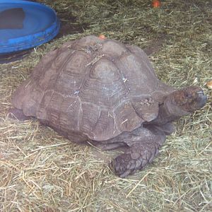 28/4/2017 Burmese Brown Tortoise (Manouria emys)