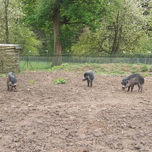 28/4/2017 Visayan Warty Pigs