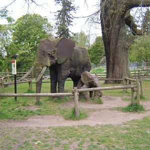 28/4/2017 Elephants
