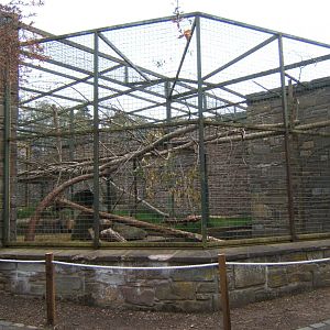 28/4/2017 Ocelot enclosure this used to be the Bear enclosure