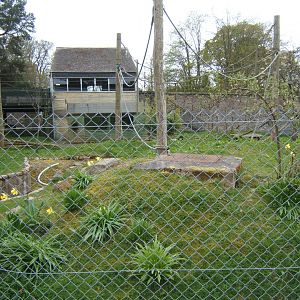 28/4/2017 View of Black and White Ruffed Lemur enclosure