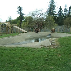 28/4/2017 View of Brown Bears