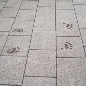 28/4/2017 View of Bear prints in the path by the entrance/exit