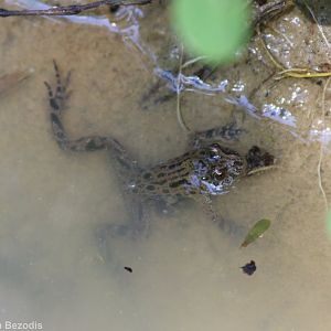 European Fire-bellied Toad