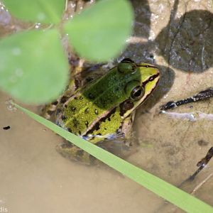 Pool or Marsh or Edible Frog?