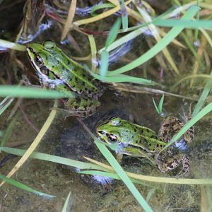 Pool or Marsh or Edible Frog?