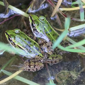 Pool or Marsh or Edible Frog?