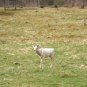 28/4/2017 Bactrian Deer