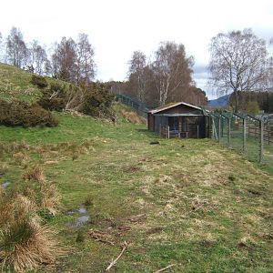 28/4/2017 View of Wolverine enclosure