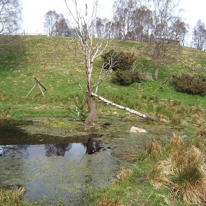 28/4/2017 View of the Wolverine enclosure